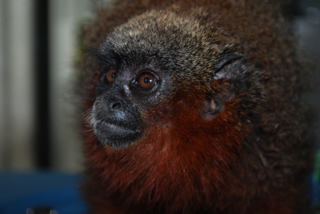 Callicebus caquetensis